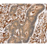 Immunohistochemistry - SSX2IP Antibody from Signalway Antibody (40119) - Antibodies.com