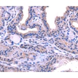 Immunohistochemistry - TRIM14 Antibody from Signalway Antibody (40149) - Antibodies.com