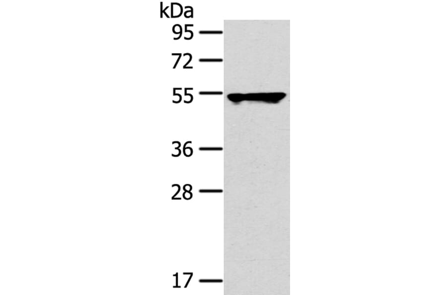 TRIM10 Antibody from Signalway Antibody (40150) - Antibodies.com