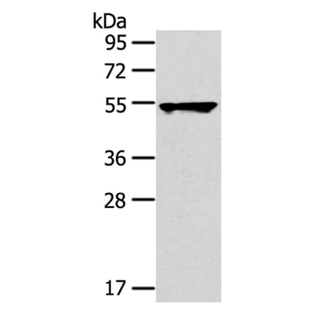TRIM10 Antibody from Signalway Antibody (40150) - Antibodies.com