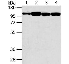 SRGAP1 Antibody from Signalway Antibody (40222) - Antibodies.com