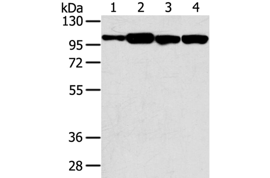 SRGAP1 Antibody from Signalway Antibody (40222) - Antibodies.com