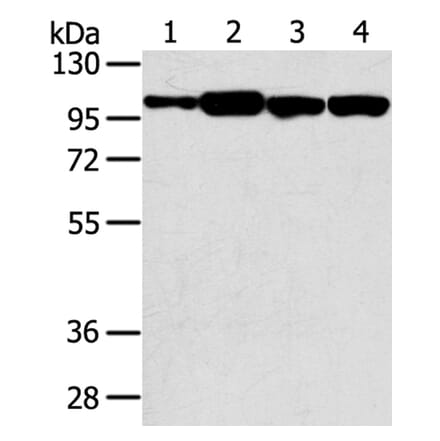 SRGAP1 Antibody from Signalway Antibody (40222) - Antibodies.com