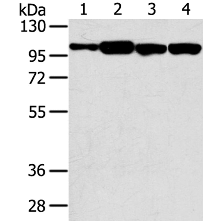 SRGAP1 Antibody from Signalway Antibody (40222) - Antibodies.com