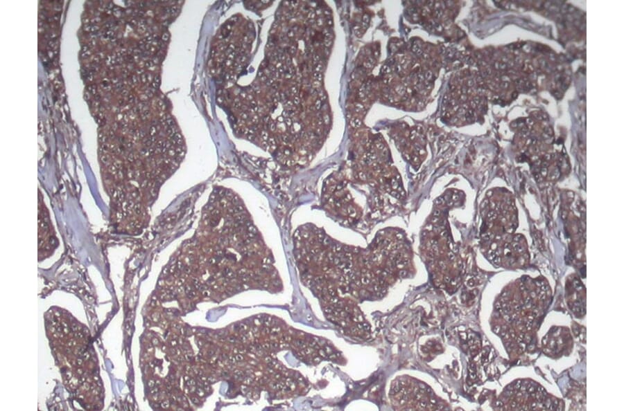 Immunohistochemistry - SRGAP1 Antibody from Signalway Antibody (40222) - Antibodies.com