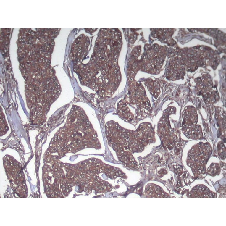 Immunohistochemistry - SRGAP1 Antibody from Signalway Antibody (40222) - Antibodies.com