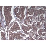Immunohistochemistry - SRGAP1 Antibody from Signalway Antibody (40222) - Antibodies.com