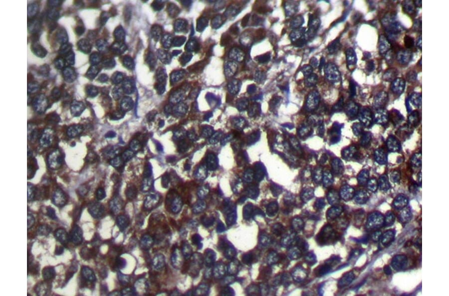Immunohistochemistry - SRGAP1 Antibody from Signalway Antibody (40222) - Antibodies.com