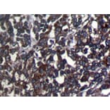 Immunohistochemistry - SRGAP1 Antibody from Signalway Antibody (40222) - Antibodies.com