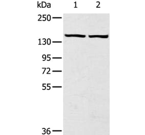 TBC1D4 Antibody from Signalway Antibody (40237) - Antibodies.com