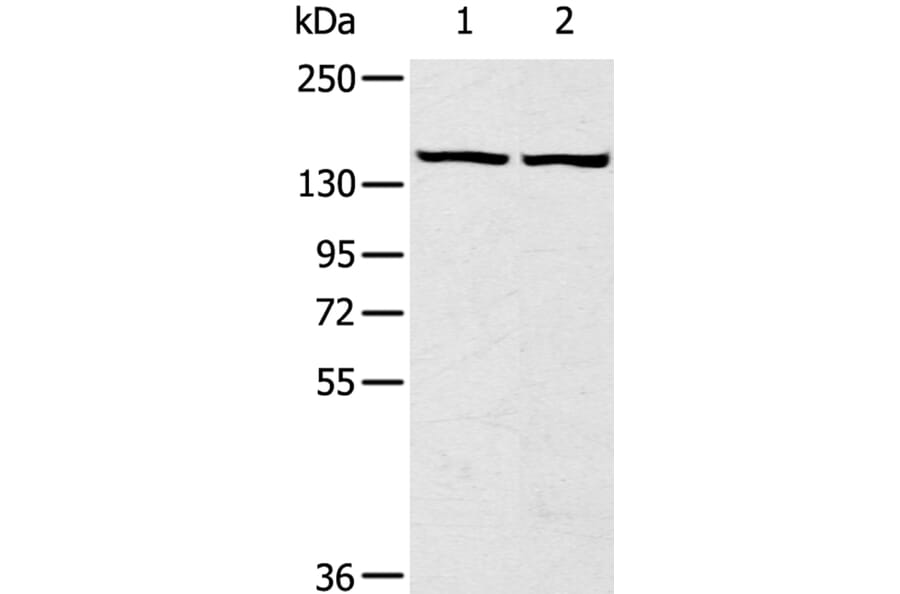 TBC1D4 Antibody from Signalway Antibody (40237) - Antibodies.com