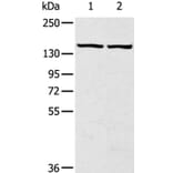 TBC1D4 Antibody from Signalway Antibody (40237) - Antibodies.com