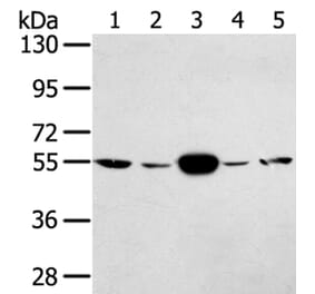 TRIM35 Antibody from Signalway Antibody (40249) - Antibodies.com