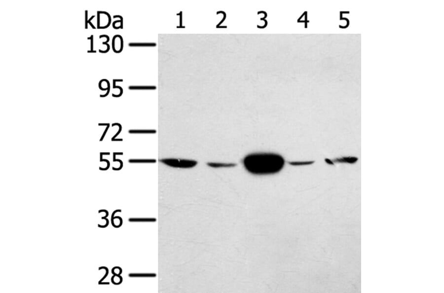 TRIM35 Antibody from Signalway Antibody (40249) - Antibodies.com