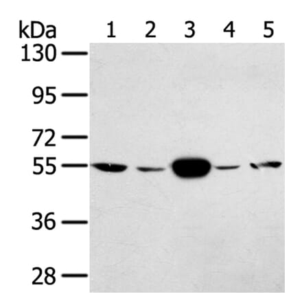 TRIM35 Antibody from Signalway Antibody (40249) - Antibodies.com