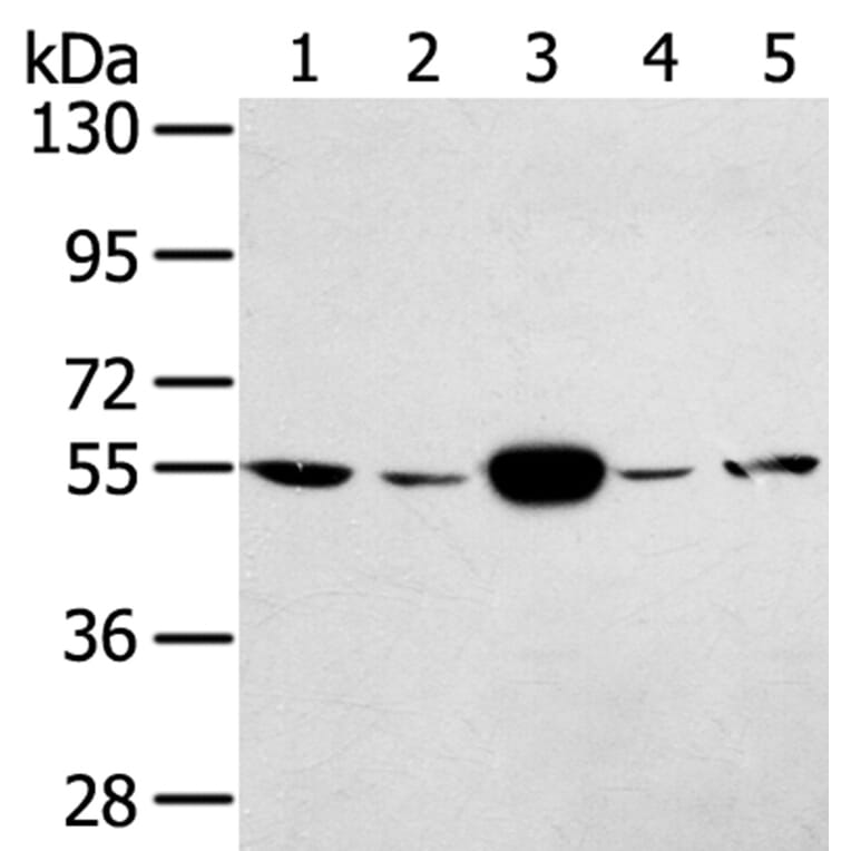 TRIM35 Antibody from Signalway Antibody (40249) - Antibodies.com