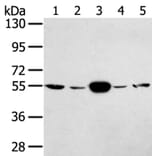 TRIM35 Antibody from Signalway Antibody (40249) - Antibodies.com