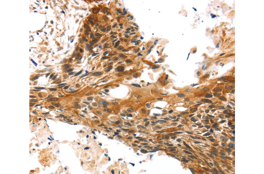 Immunohistochemistry - TRIM35 Antibody from Signalway Antibody (40249) - Antibodies.com