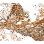 Immunohistochemistry - TRIM35 Antibody from Signalway Antibody (40249) - Antibodies.com