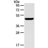 TM7SF2 Antibody from Signalway Antibody (40251) - Antibodies.com
