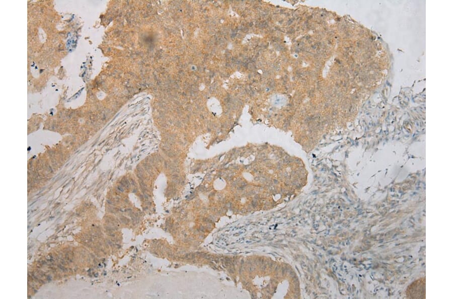 Immunohistochemistry - TM7SF2 Antibody from Signalway Antibody (40251) - Antibodies.com