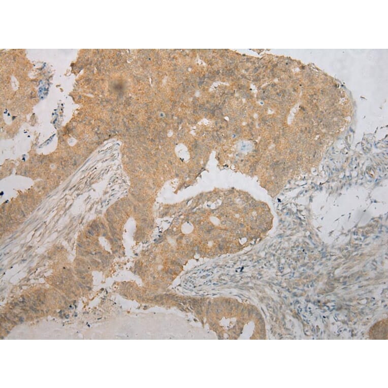 Immunohistochemistry - TM7SF2 Antibody from Signalway Antibody (40251) - Antibodies.com