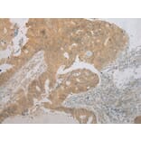 Immunohistochemistry - TM7SF2 Antibody from Signalway Antibody (40251) - Antibodies.com