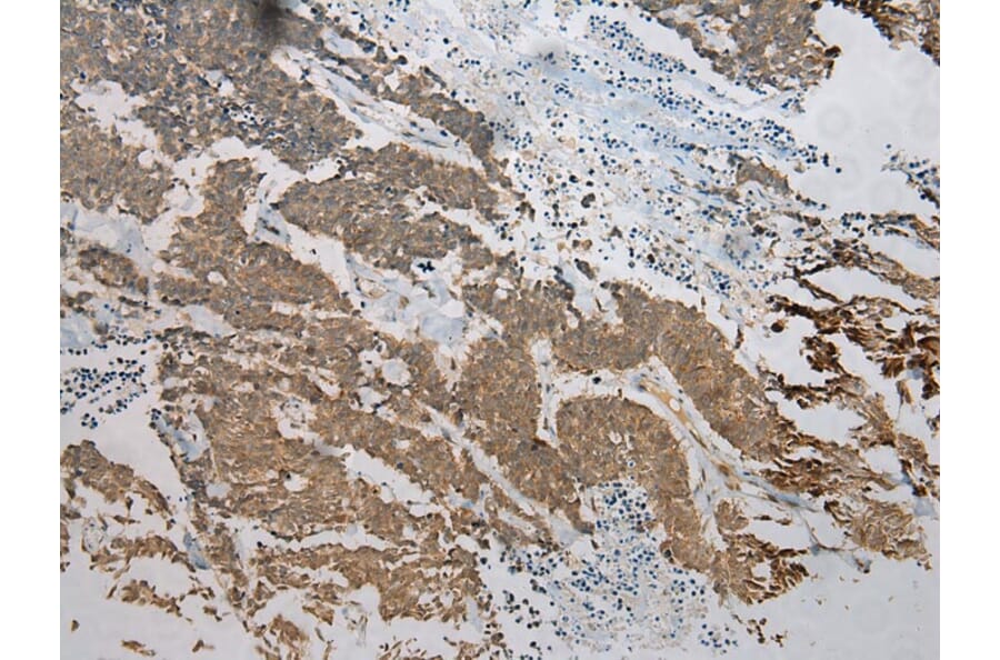 Immunohistochemistry - TM7SF2 Antibody from Signalway Antibody (40251) - Antibodies.com