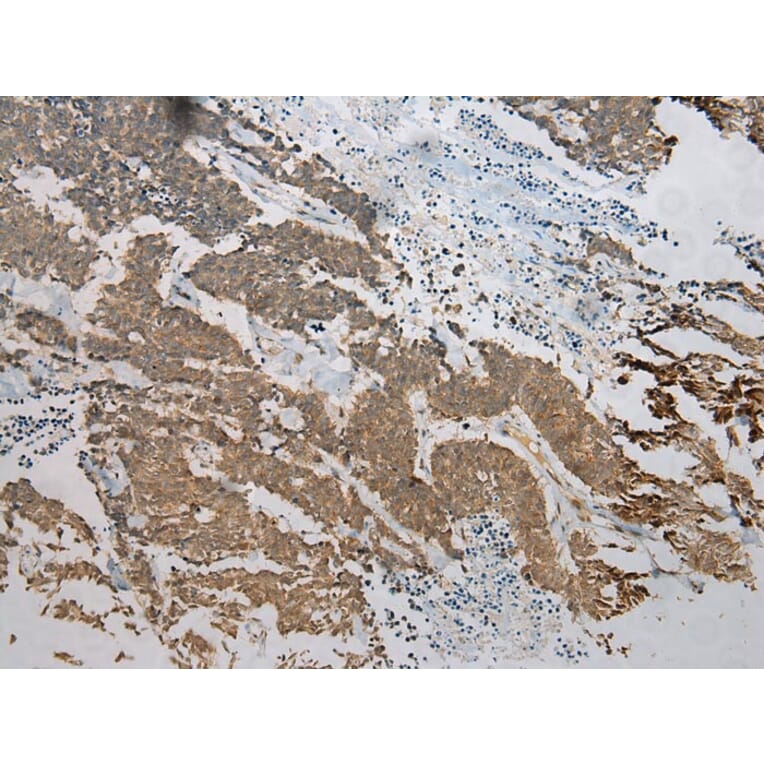 Immunohistochemistry - TM7SF2 Antibody from Signalway Antibody (40251) - Antibodies.com
