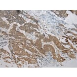 Immunohistochemistry - TM7SF2 Antibody from Signalway Antibody (40251) - Antibodies.com