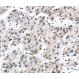 Immunohistochemistry - DDX39B Antibody from Signalway Antibody (40275) - Antibodies.com