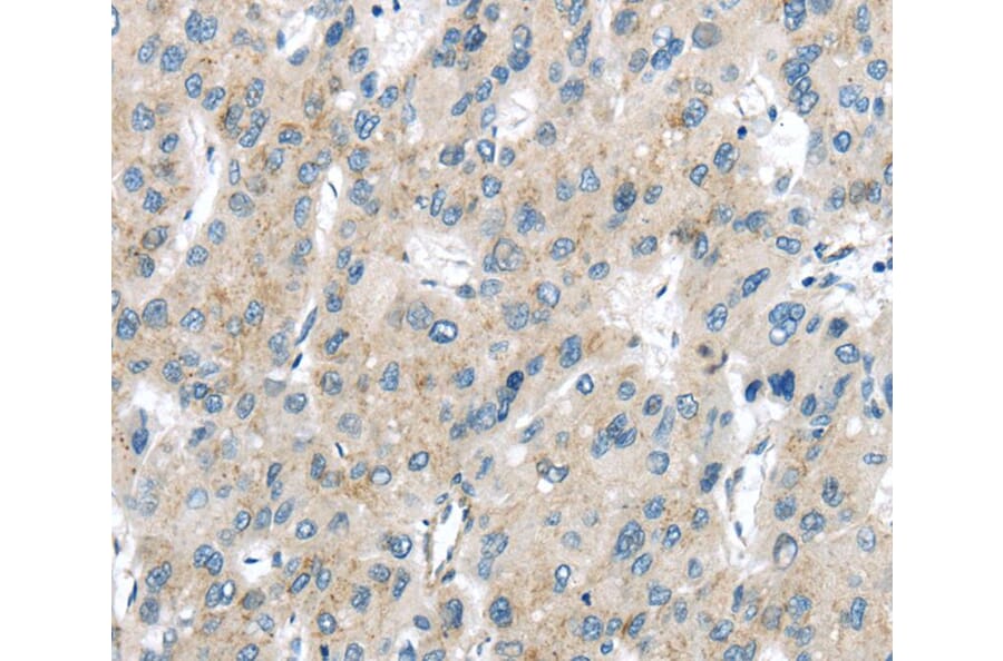 Immunohistochemistry - VPS26A Antibody from Signalway Antibody (40295) - Antibodies.com