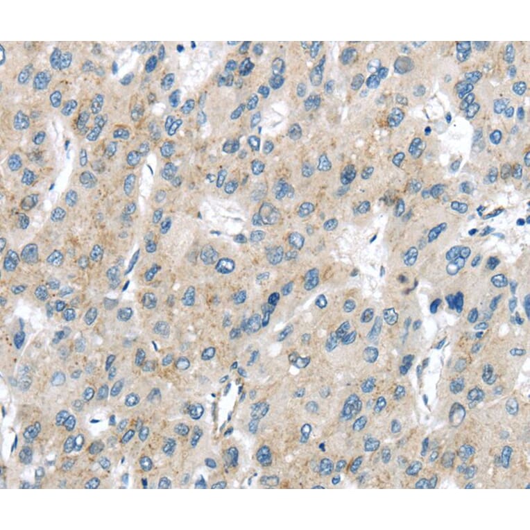 Immunohistochemistry - VPS26A Antibody from Signalway Antibody (40295) - Antibodies.com