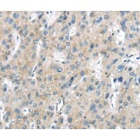 Immunohistochemistry - VPS26A Antibody from Signalway Antibody (40295) - Antibodies.com