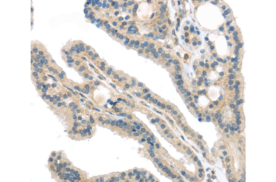 Immunohistochemistry - VPS26A Antibody from Signalway Antibody (40295) - Antibodies.com