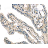 Immunohistochemistry - VPS26A Antibody from Signalway Antibody (40295) - Antibodies.com