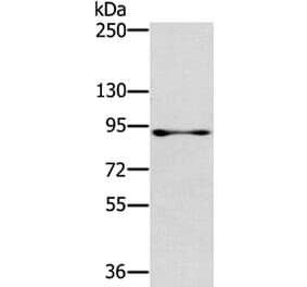 RASAL1 Antibody from Signalway Antibody (40316) - Antibodies.com