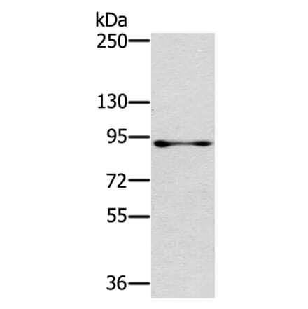 RASAL1 Antibody from Signalway Antibody (40316) - Antibodies.com