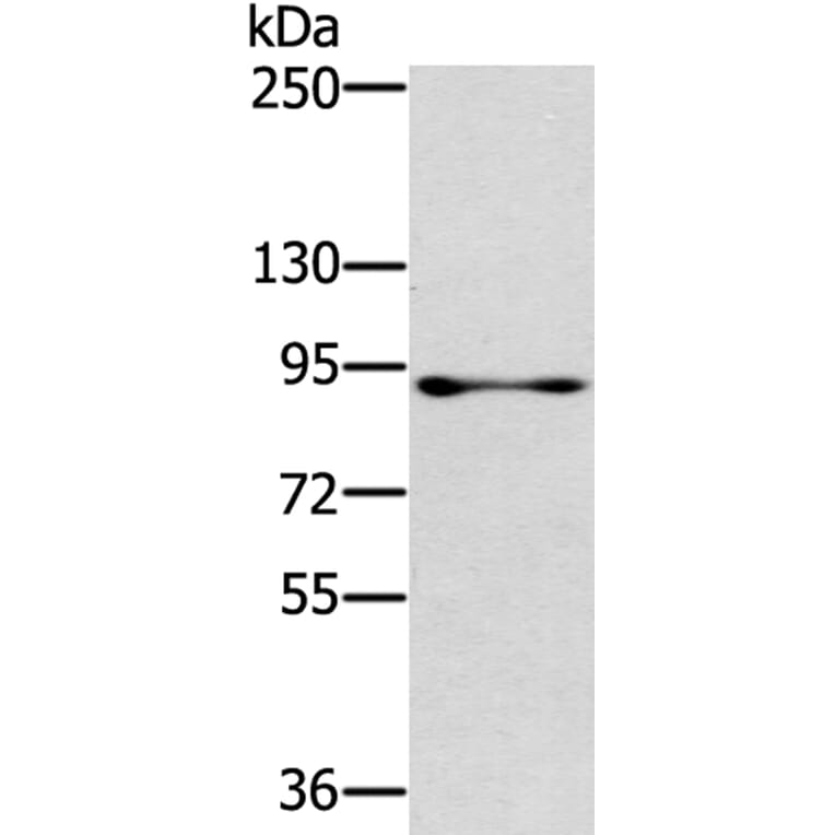 RASAL1 Antibody from Signalway Antibody (40316) - Antibodies.com