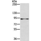 RASAL1 Antibody from Signalway Antibody (40316) - Antibodies.com