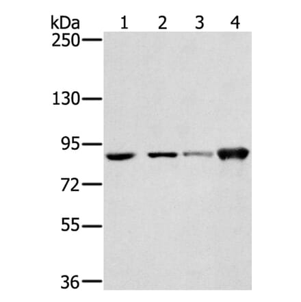 RNF214 Antibody from Signalway Antibody (40325) - Antibodies.com