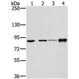 RNF214 Antibody from Signalway Antibody (40325) - Antibodies.com