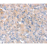 Immunohistochemistry - RNF214 Antibody from Signalway Antibody (40325) - Antibodies.com
