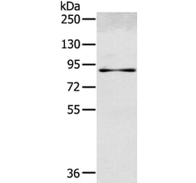 SEMA4G Antibody from Signalway Antibody (40331) - Antibodies.com