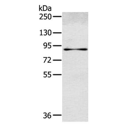 SEMA4G Antibody from Signalway Antibody (40331) - Antibodies.com