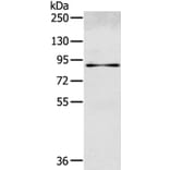 SEMA4G Antibody from Signalway Antibody (40331) - Antibodies.com