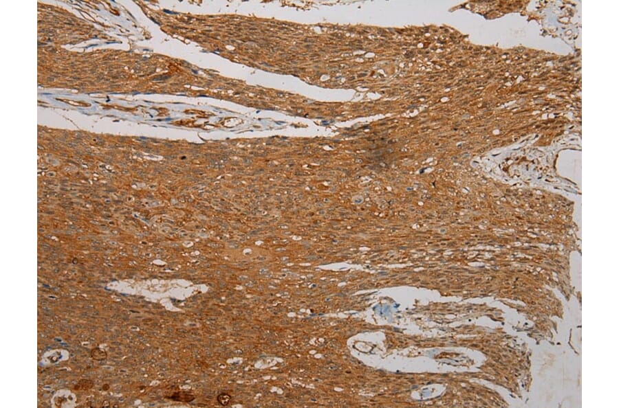 Immunohistochemistry - SEMA4G Antibody from Signalway Antibody (40331) - Antibodies.com