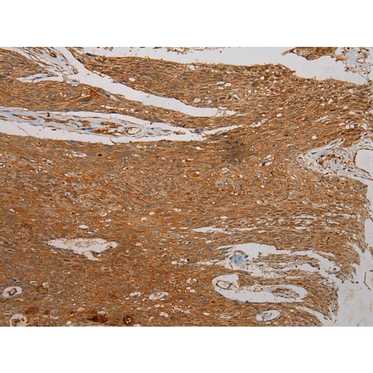 Immunohistochemistry - SEMA4G Antibody from Signalway Antibody (40331) - Antibodies.com
