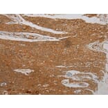 Immunohistochemistry - SEMA4G Antibody from Signalway Antibody (40331) - Antibodies.com