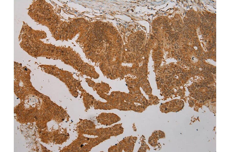 Immunohistochemistry - SEMA4G Antibody from Signalway Antibody (40331) - Antibodies.com